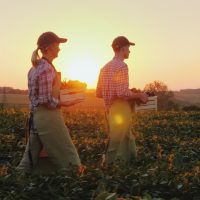 Two farmers man and woman are walking along the field, carrying boxes with fresh vegetables. Organic farming and family business concept